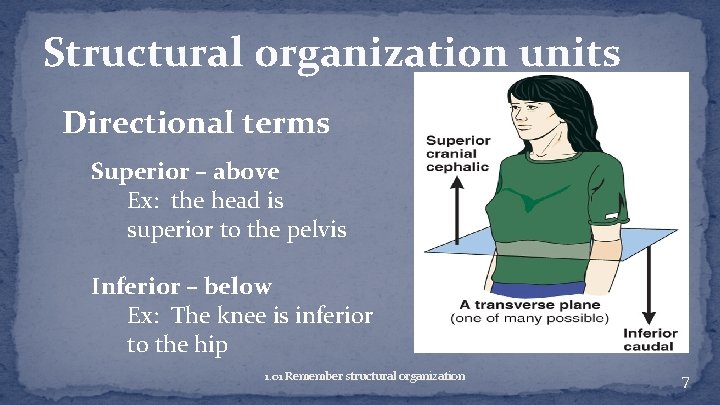 Structural organization units Directional terms Superior – above Ex: the head is superior to