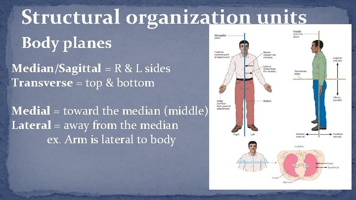 Structural organization units Body planes Median/Sagittal = R & L sides Transverse = top