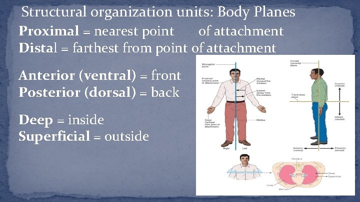 Structural organization units: Body Planes Proximal = nearest point of attachment Distal = farthest