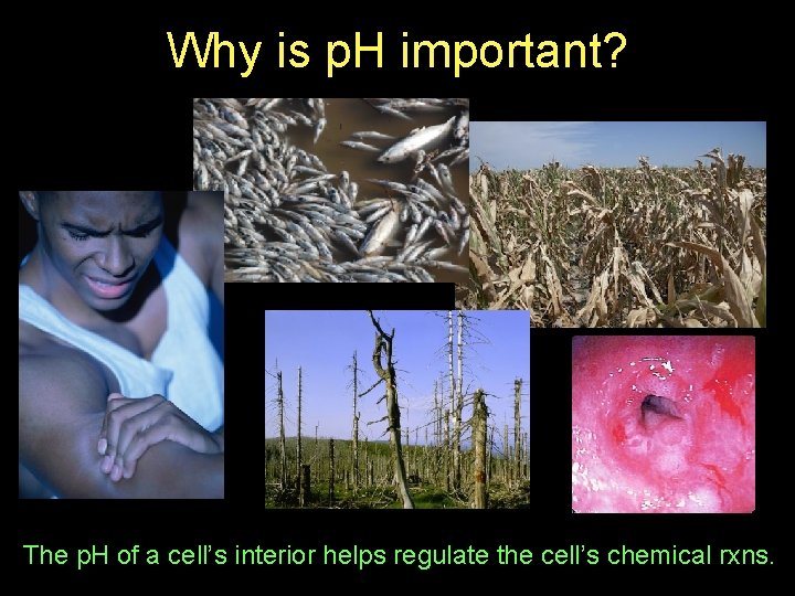 Why is p. H important? The p. H of a cell’s interior helps regulate