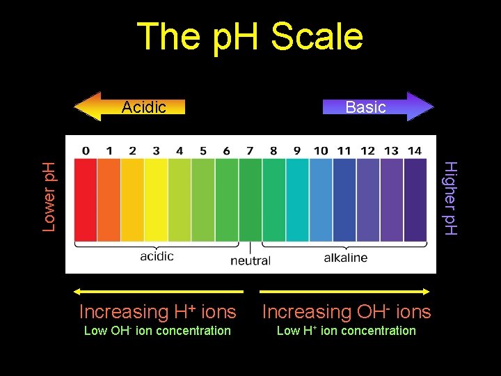 The p. H Scale Acidic Basic Lower p. H Higher p. H Increasing H+