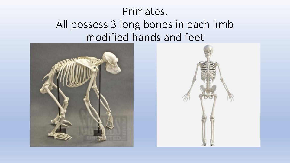 Primates. All possess 3 long bones in each limb modified hands and feet 
