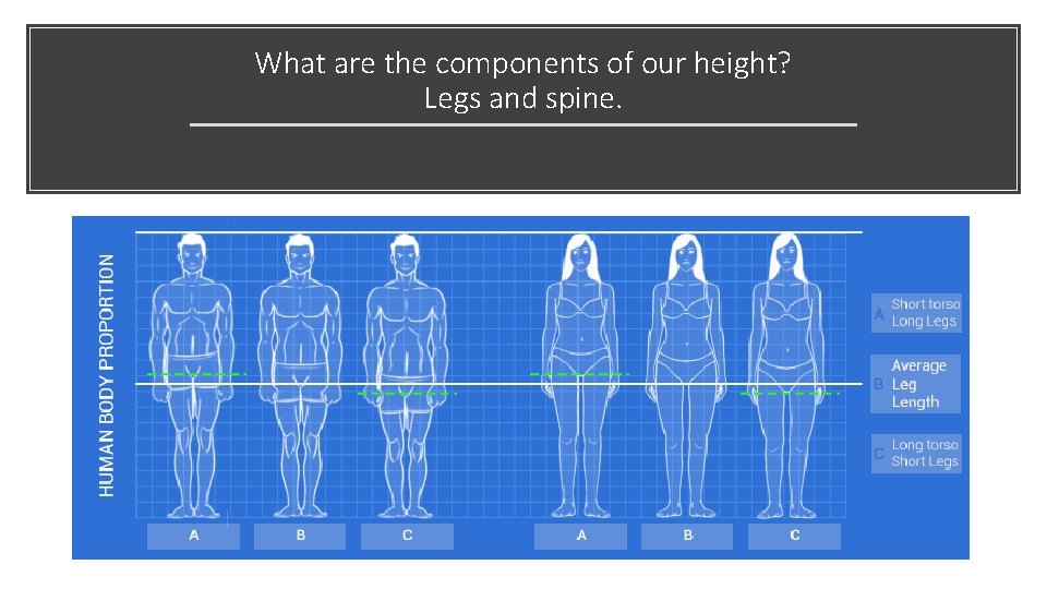 What are the components of our height? Legs and spine. 