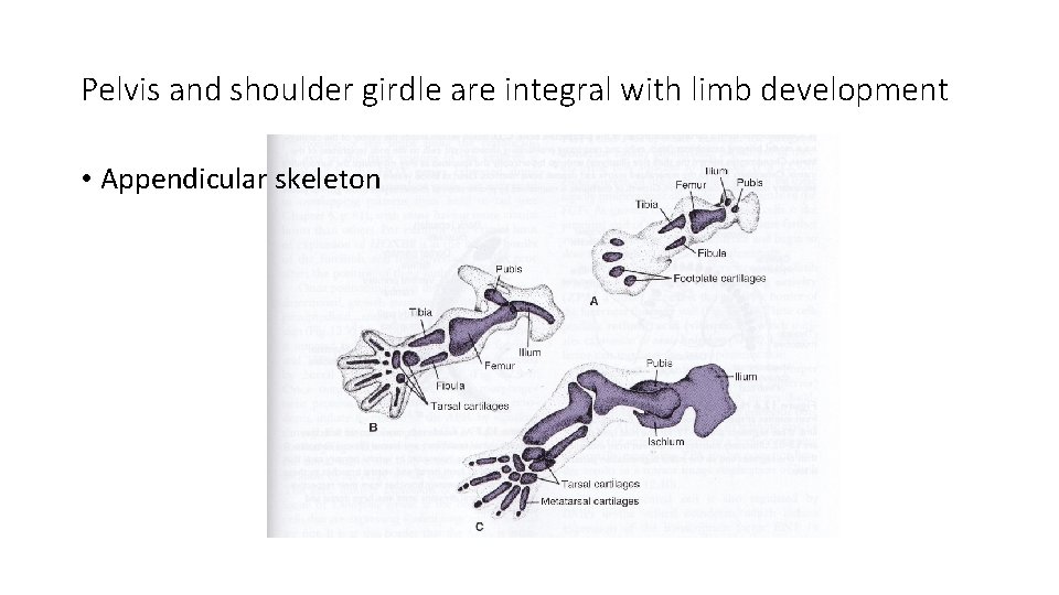Pelvis and shoulder girdle are integral with limb development • Appendicular skeleton 