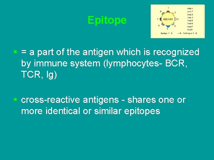 Epitope § = a part of the antigen which is recognized by immune system