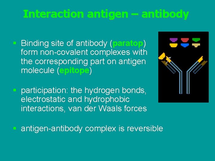Interaction antigen – antibody § Binding site of antibody (paratop) form non-covalent complexes with
