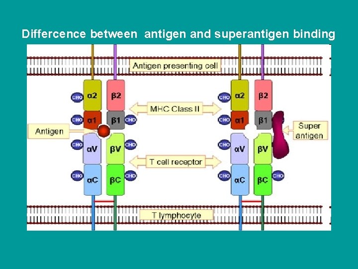 Differcence between antigen and superantigen binding 