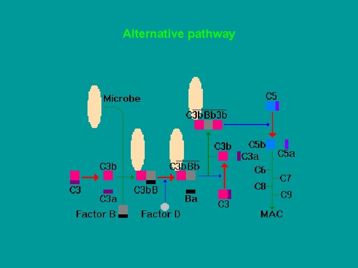 Alternative pathway 