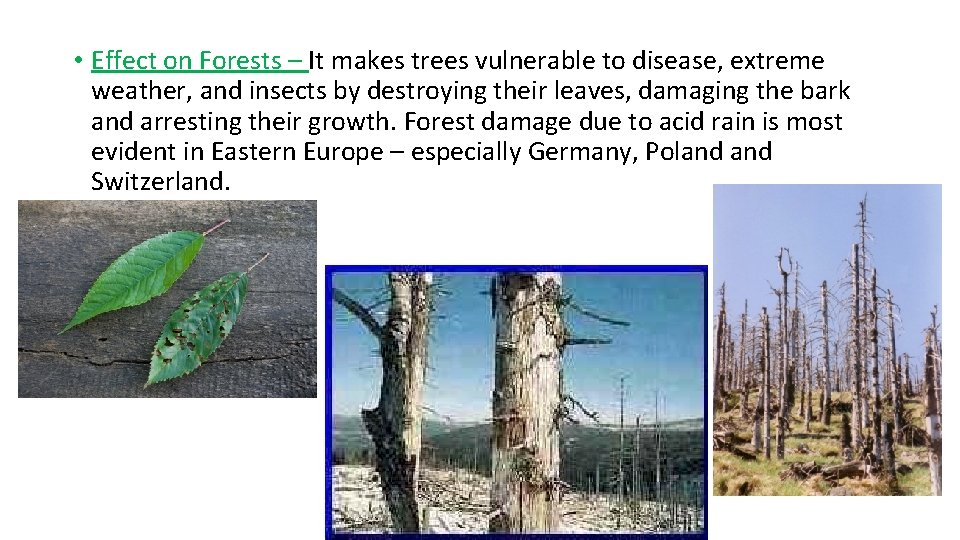  • Effect on Forests – It makes trees vulnerable to disease, extreme weather,