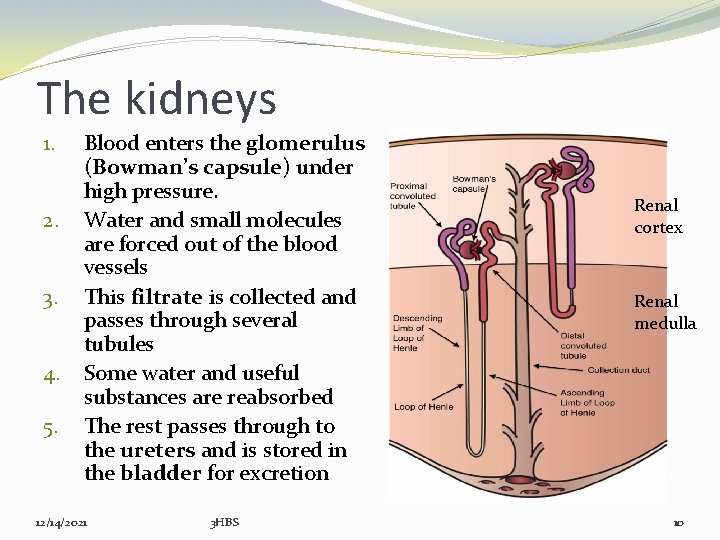 The kidneys 1. 2. 3. 4. 5. Blood enters the glomerulus (Bowman’s capsule) under