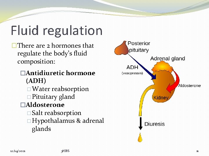 Fluid regulation �There are 2 hormones that regulate the body’s fluid composition: �Antidiuretic hormone