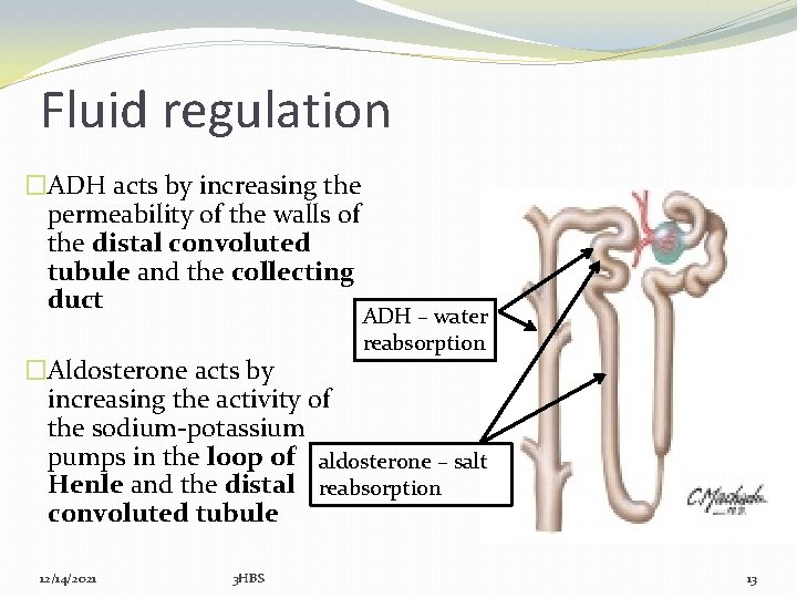 Fluid regulation �ADH acts by increasing the permeability of the walls of the distal