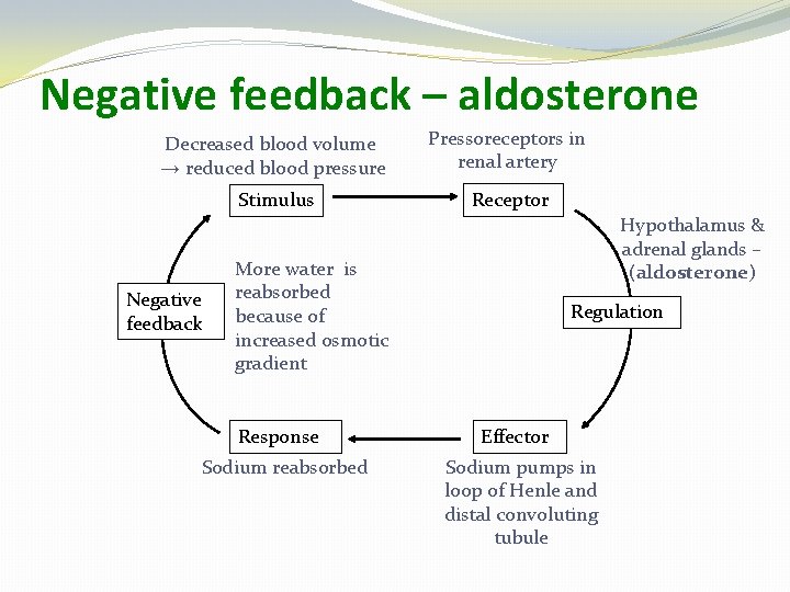 Negative feedback – aldosterone Decreased blood volume → reduced blood pressure Pressoreceptors in renal