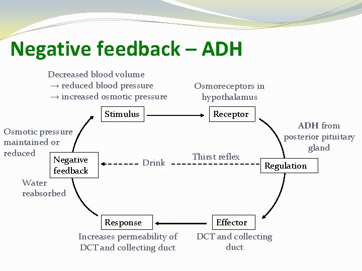 Negative feedback – ADH Decreased blood volume → reduced blood pressure → increased osmotic