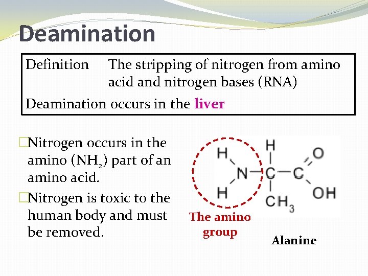Deamination Definition The stripping of nitrogen from amino acid and nitrogen bases (RNA) Deamination