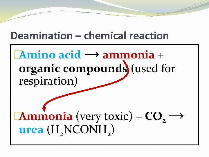 Deamination – chemical reaction �Amino acid → ammonia + organic compounds (used for respiration)