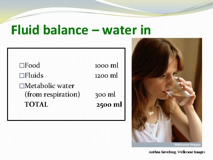 Fluid balance – water in �Food �Fluids �Metabolic water (from respiration) TOTAL 1000 ml