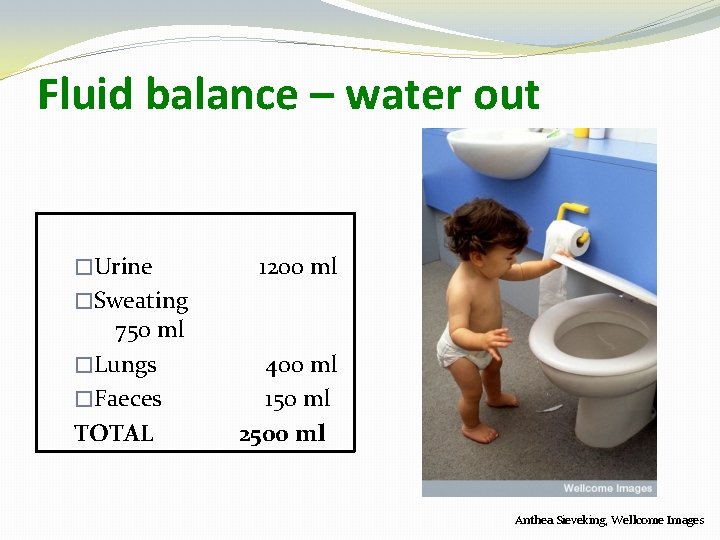 Fluid balance – water out �Urine 1200 ml �Sweating 750 ml �Lungs �Faeces TOTAL