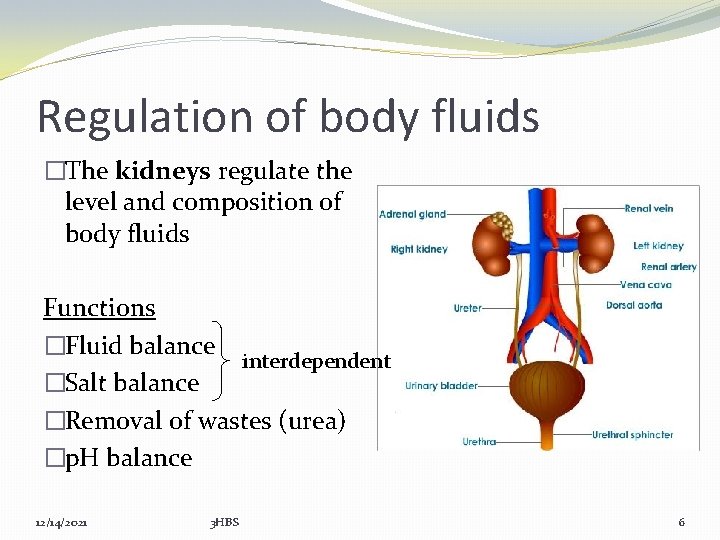 Regulation of body fluids �The kidneys regulate the level and composition of body fluids