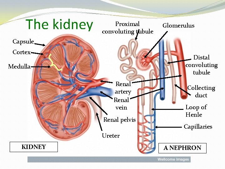 The kidney Proximal convoluting tubule Glomerulus Capsule Cortex Distal convoluting tubule Medulla Renal artery