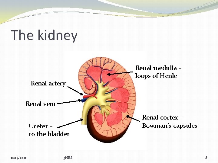 The kidney Renal artery Renal medulla – loops of Henle Renal vein Ureter –