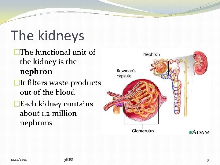 The kidneys �The functional unit of the kidney is the nephron �It filters waste