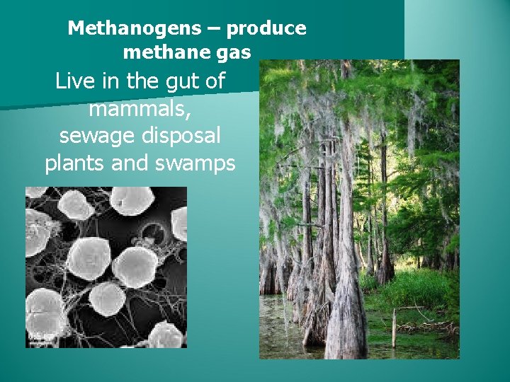 Methanogens – produce methane gas Live in the gut of mammals, sewage disposal plants