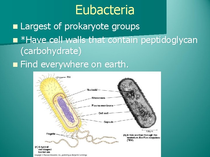 Eubacteria n Largest of prokaryote groups n *Have cell walls that contain peptidoglycan (carbohydrate)