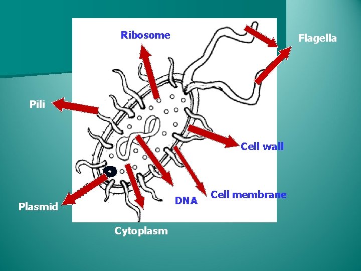 Ribosome Flagella Pili Cell wall DNA Plasmid Cytoplasm Cell membrane 
