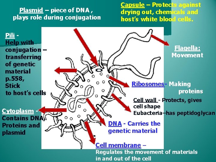 Plasmid – piece of DNA , plays role during conjugation Pili Help with conjugation