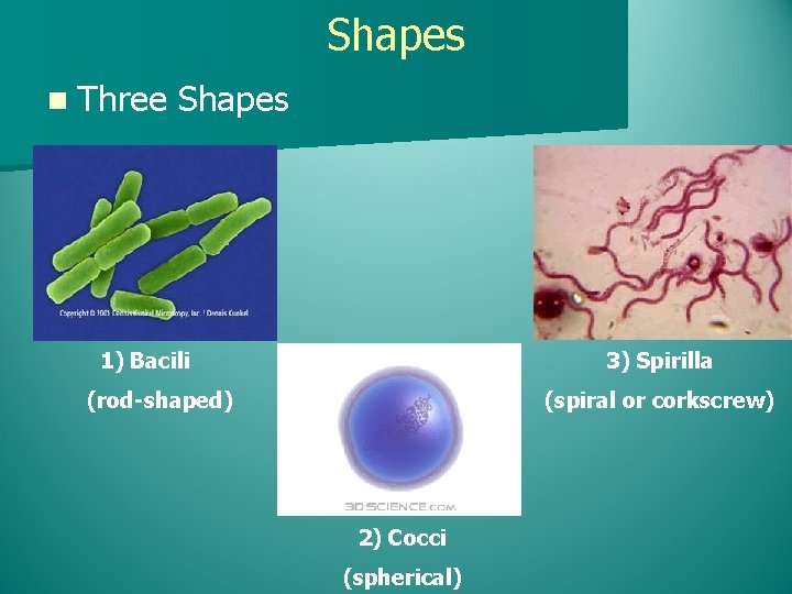 Shapes n Three Shapes 1) Bacili 3) Spirilla (rod-shaped) (spiral or corkscrew) 2) Cocci