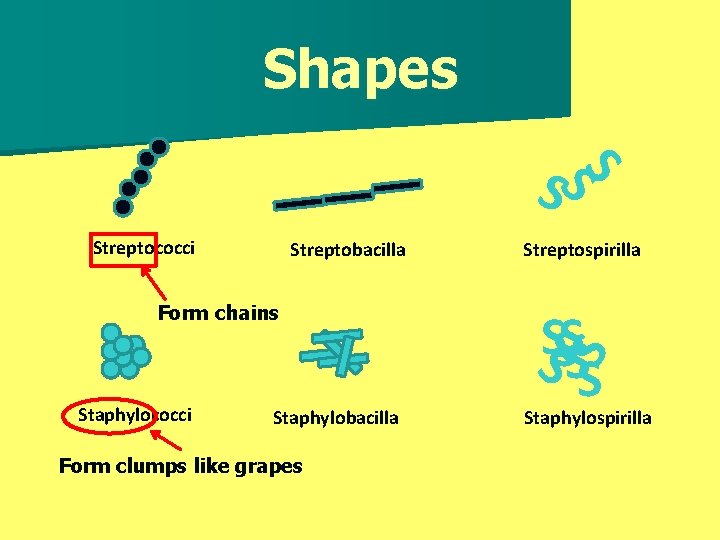 Shapes S Streptococci Streptobacilla S S SS S Form chains Streptospirilla Staphylococci Staphylobacilla Form