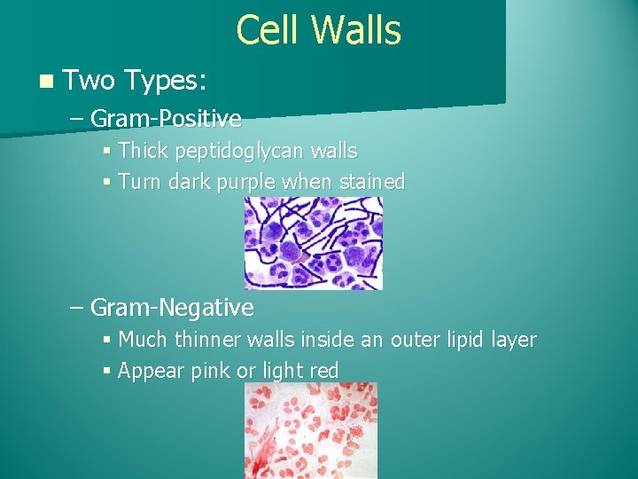 Cell Walls n Two Types: – Gram-Positive § Thick peptidoglycan walls § Turn dark