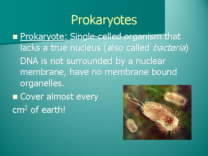 Prokaryotes n Prokaryote: Single-celled organism that lacks a true nucleus (also called bacteria) DNA