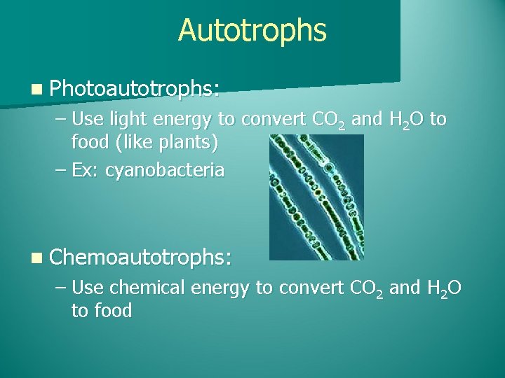 Autotrophs n Photoautotrophs: – Use light energy to convert CO 2 and H 2