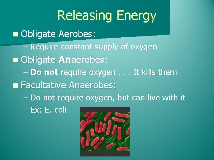 Releasing Energy n Obligate Aerobes: – Require constant supply of oxygen n Obligate Anaerobes: