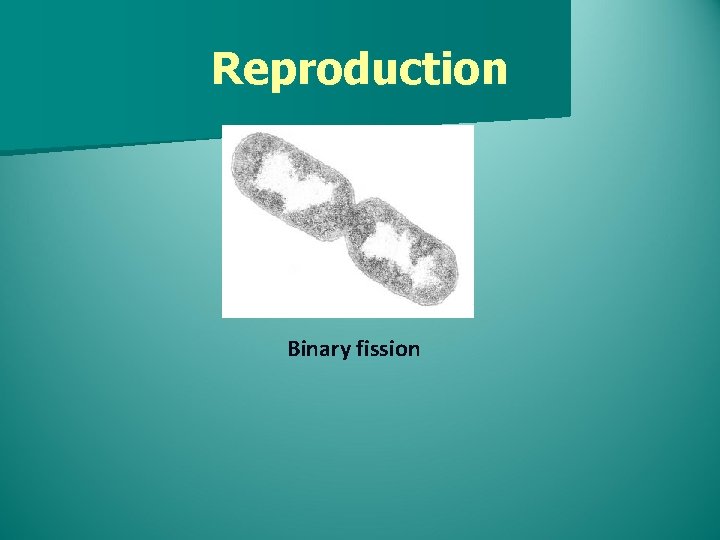 Reproduction Binary fission 