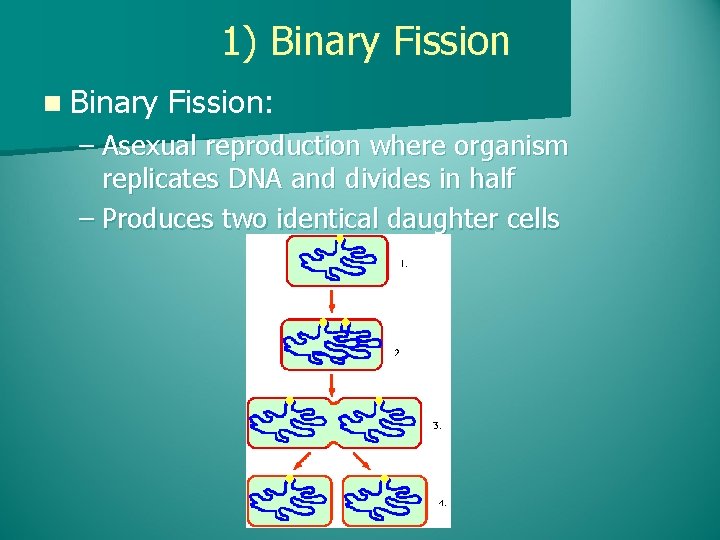 1) Binary Fission n Binary Fission: – Asexual reproduction where organism replicates DNA and