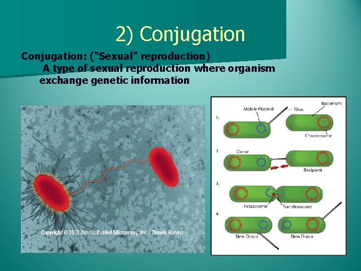 2) Conjugation: (“Sexual” reproduction) A type of sexual reproduction where organism exchange genetic information