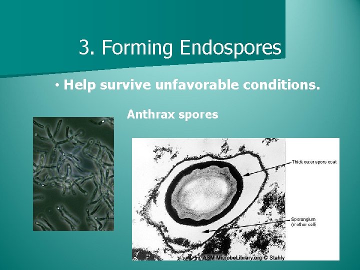 3. Forming Endospores • Help survive unfavorable conditions. Anthrax spores 