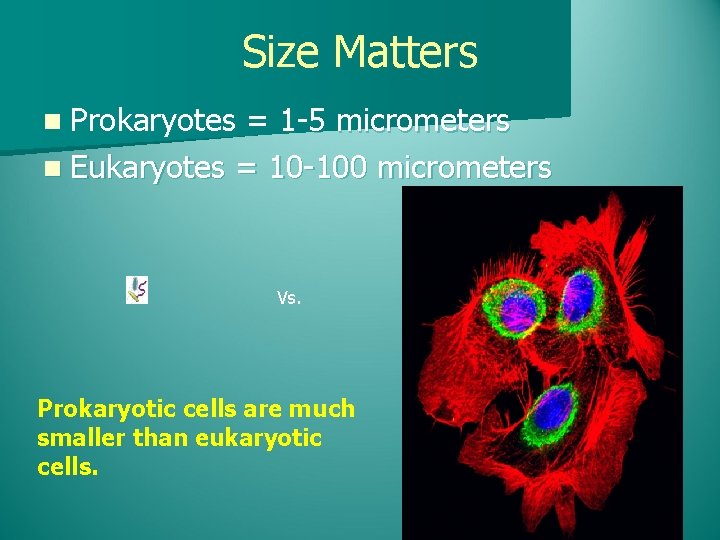 Size Matters n Prokaryotes = 1 -5 micrometers n Eukaryotes = 10 -100 micrometers