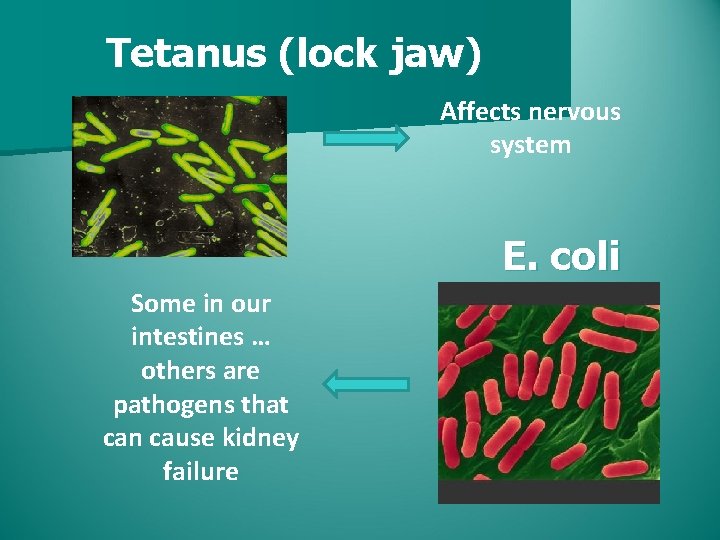 Tetanus (lock jaw) Affects nervous system E. coli Some in our intestines … others