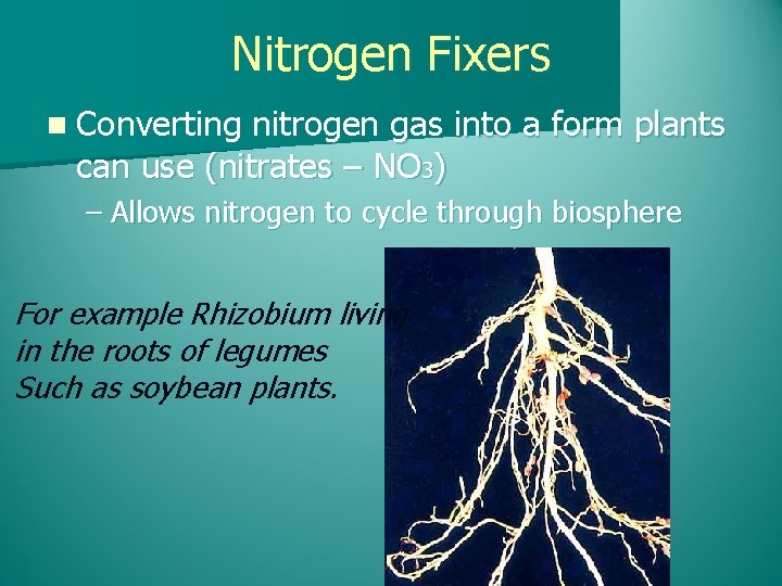 Nitrogen Fixers n Converting nitrogen gas into a form plants can use (nitrates –
