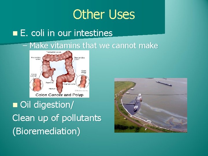 Other Uses n E. coli in our intestines – Make vitamins that we cannot