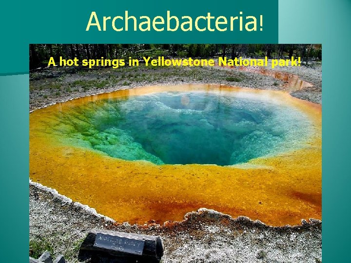 Archaebacteria! A hot springs in Yellowstone National park! 