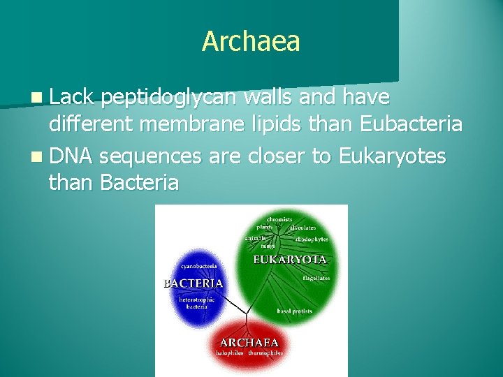 Archaea n Lack peptidoglycan walls and have different membrane lipids than Eubacteria n DNA