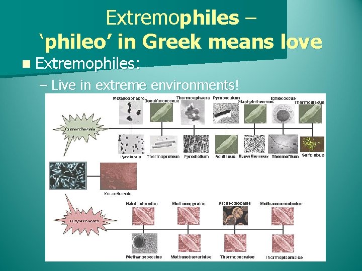 Extremophiles – ‘phileo’ in Greek means love n Extremophiles: – Live in extreme environments!