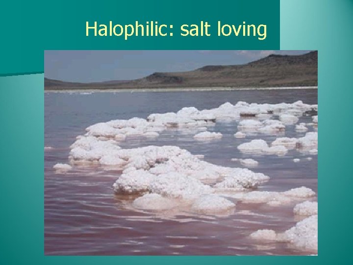 Halophilic: salt loving 