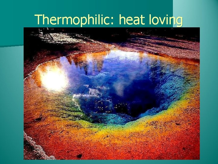 Thermophilic: heat loving 