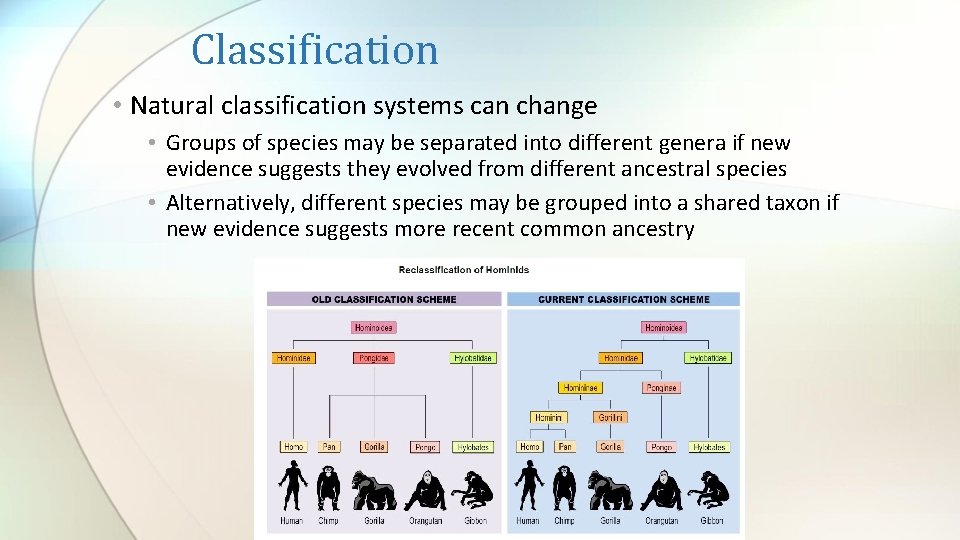 Classification • Natural classification systems can change • Groups of species may be separated